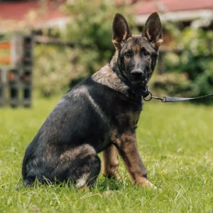 Ares Vom Haus Nova